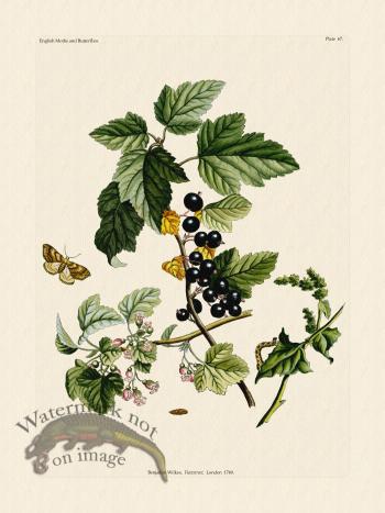 Wilkes Butterflies 067